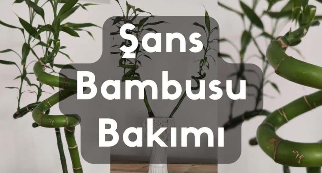 sans-bambusu-bakimi
